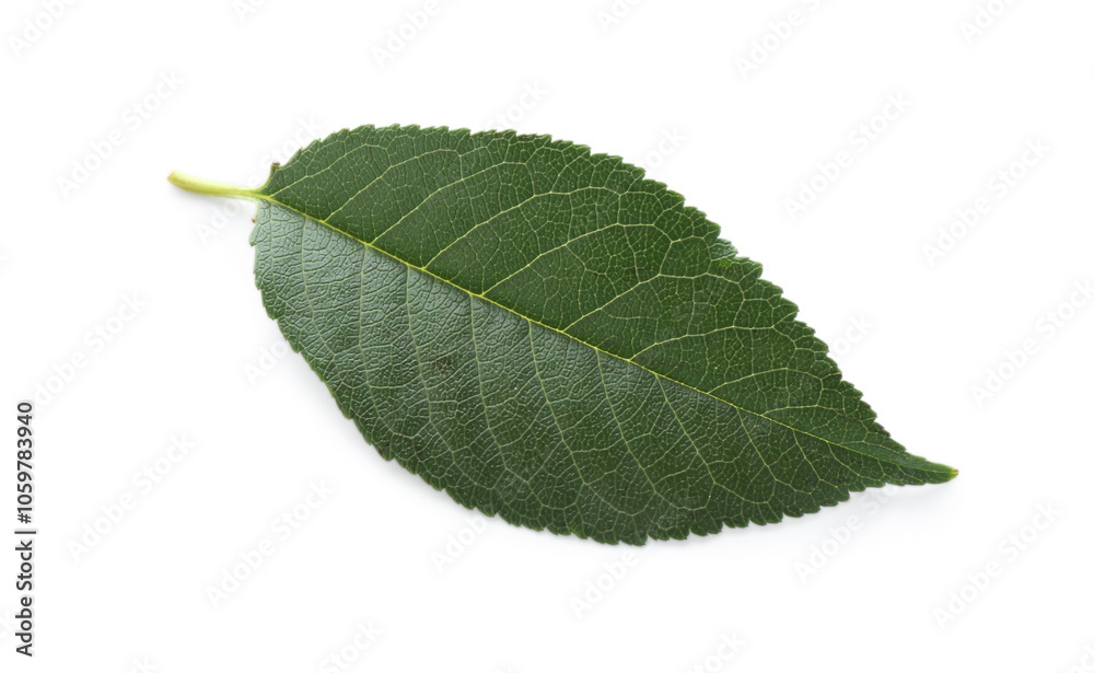 Fototapeta premium One fresh apple tree leaf isolated on white