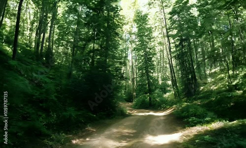 A Sunlit Path Winding Through a Dense Forest, Sunlight Filtering Through the Canopy, Creating a Serene and Mystical Atmosphere