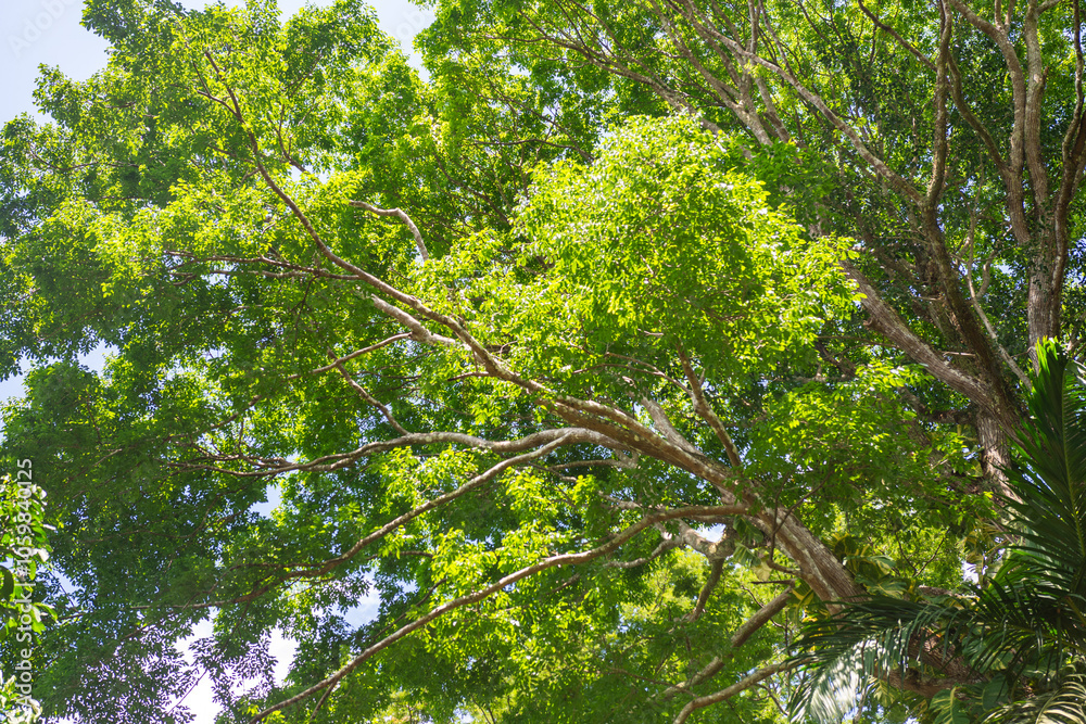 Fototapeta premium Trees of the Amazon Rainforest. Brazil
