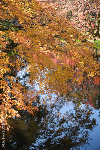 【湯布院】金鱗湖の紅葉したモミジ #1059840934