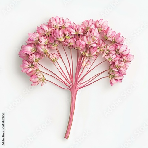 Pink flowers arranged on white background, showcasing delicate petals and soft hues in simple composition.