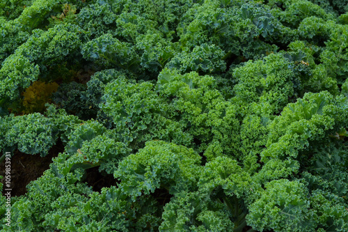 Vibrant green kale leaves, also known as Brassica oleracea var. acephala, growing in a lush garden. The curly leaves showcase their fresh and nutritious nature. photo