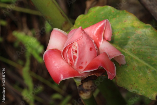 Kecombrang flower or Etlingera elatior, tropical flower photo