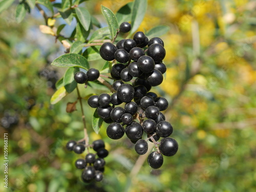 Closeup of wild chokecherry seeds, Boulder, Colorado