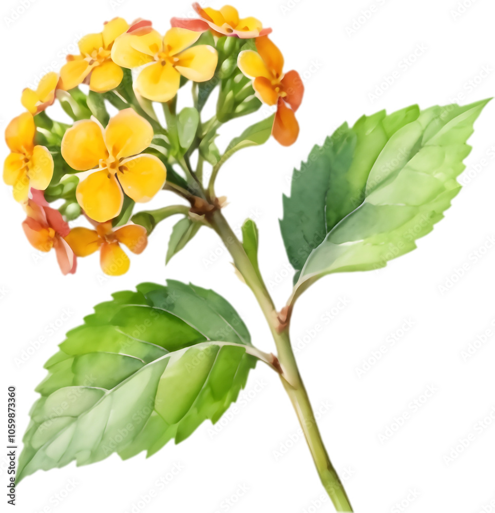 Obraz premium Stunning Lantana camara watercolor showcasing vivid flowers in cheerful, colorful floral arrangement.