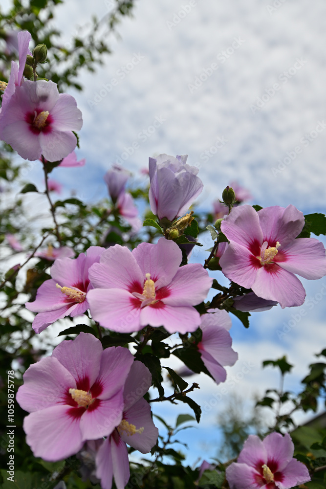 Fototapeta premium ムクゲの花言葉は 「繊細な美」「一途な心」「粘り強さ」