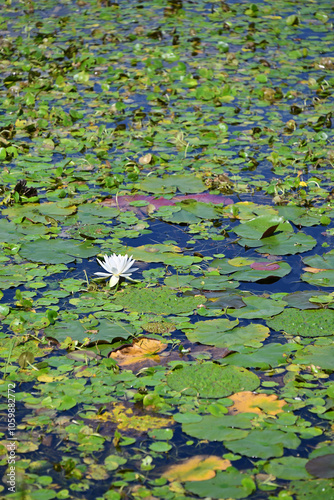 富山県中央植物園の湖畔、秋の雲が池に見事に反射、水鏡になって美しい photo