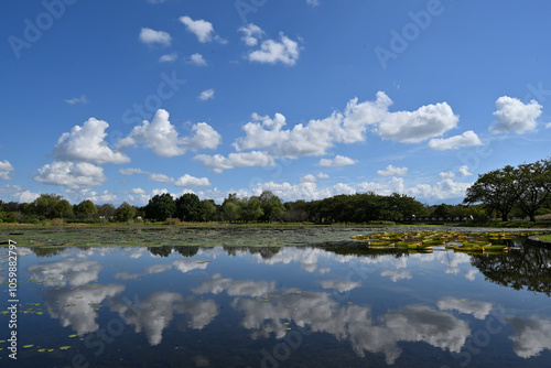 富山県中央植物園の湖畔、秋の雲が池に見事に反射、水鏡になって美しい photo