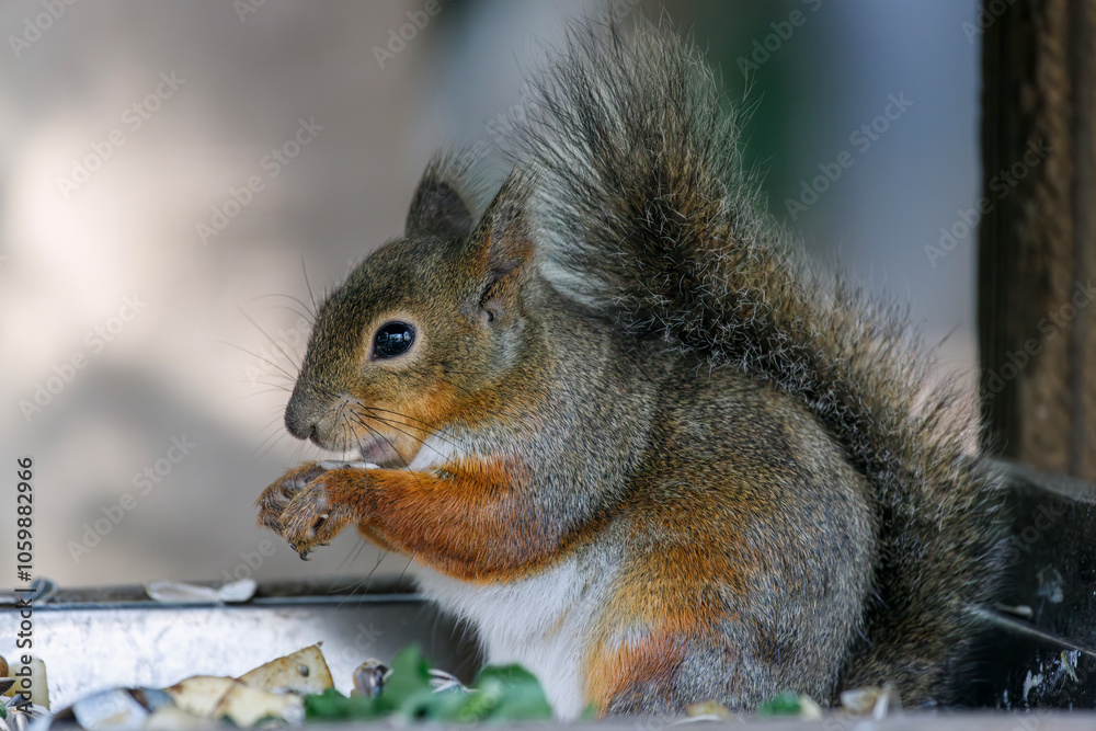 Fototapeta premium 木の実を食べるリス