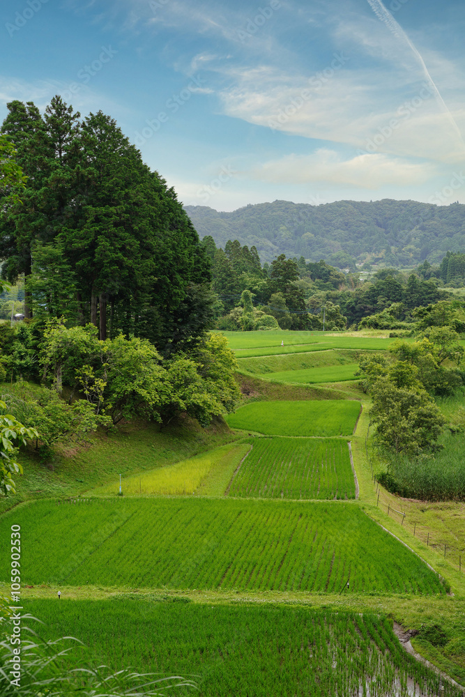 【エコイメージ】夏の田舎の風景