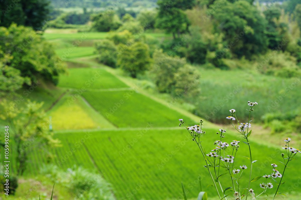 【エコイメージ】夏の田舎の風景