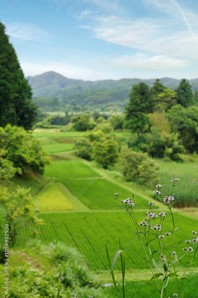 【エコイメージ】夏の田舎の風景