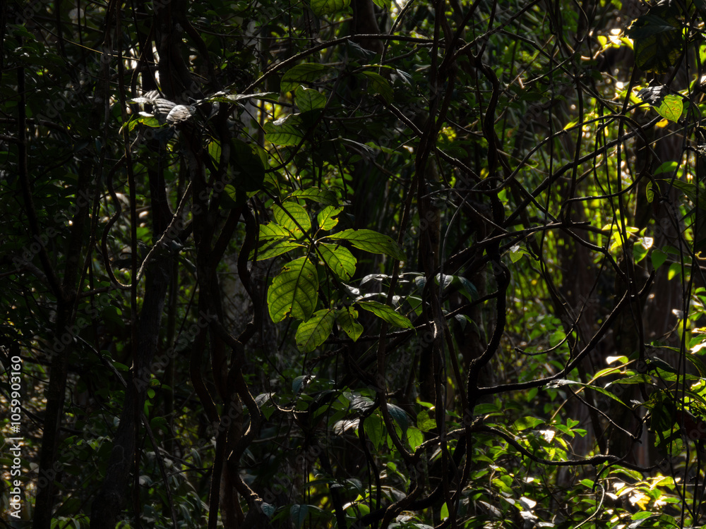 Fototapeta premium leaves in the forest