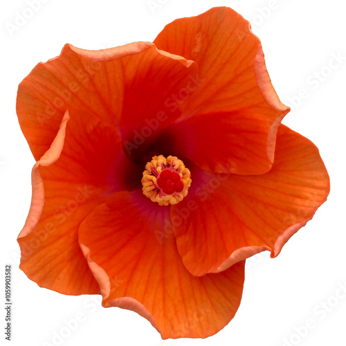 orange hibicus summer tropical botany botanical flower islolated on transparent background photo