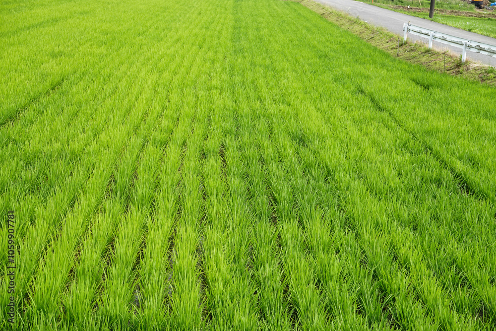 【エコイメージ】夏の田舎の風景