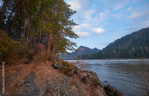 Rhododendron dauricum bushes with flowers near altai river Katun in the evening light photo