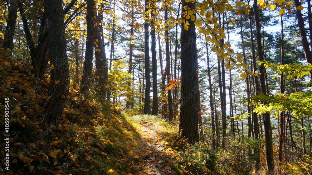 Obraz premium 紅葉の乾徳山