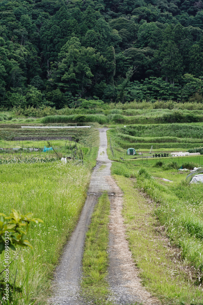 【エコイメージ】夏の田舎の風景