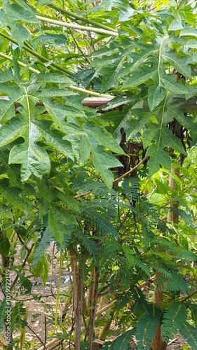 In a home garden, papaya leaves and their fruit-bearing tree sway peacefully with the raindrops. The gentle movement creates a serene and soothing scene as the foliage glistens with moisture photo