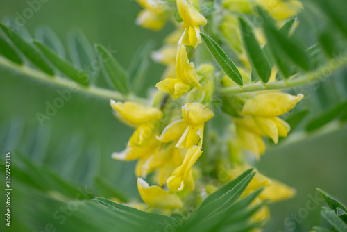 Bild auf Leinwand Astragalus close-up