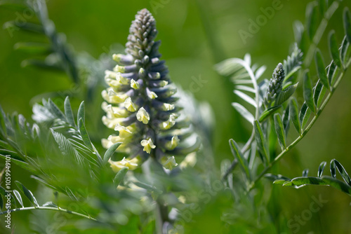 Sophora vulgaris, Sophora foxtail, Sophora alopecuroides, perennial medicinal herb. A species of the genus Sophora in the legume family Fabaceae photo