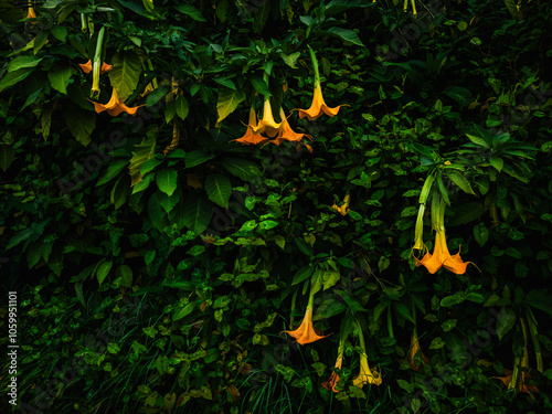 des fleurs appelées tropette des anges issues du datura tres toxique