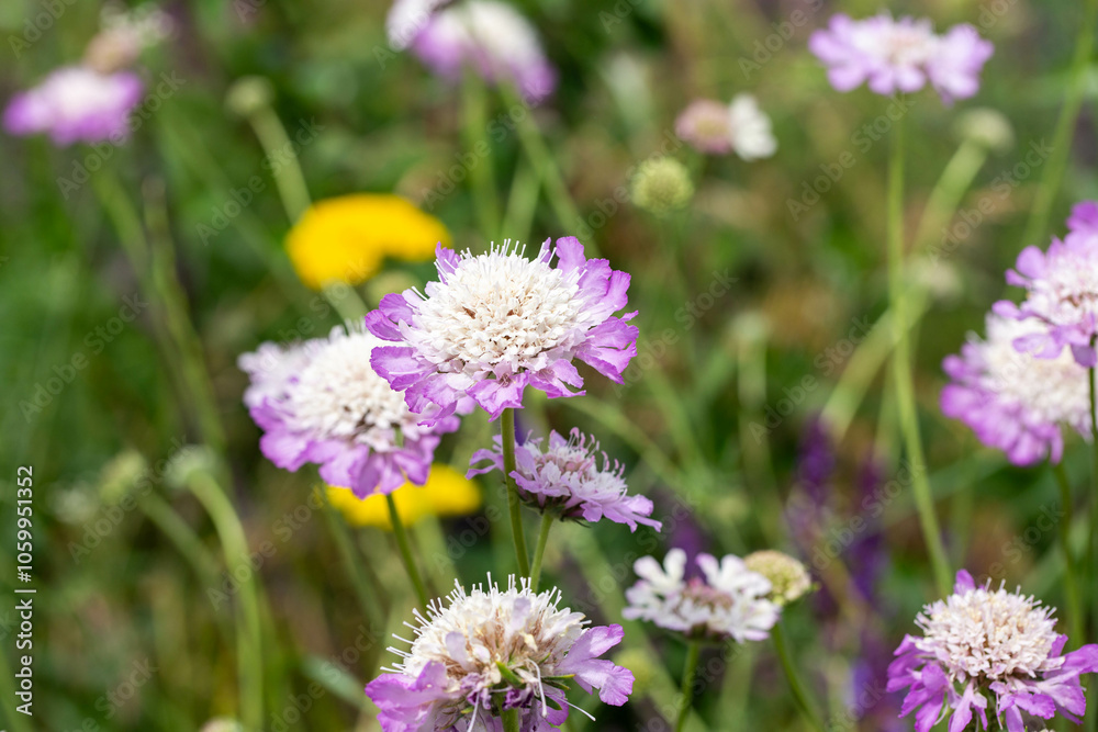 Fototapeta premium Spring landscape with flowering medicinal herbs, Scabiosa columbaria, yarrow. Spring in the foothills of Kyrgyzstan.