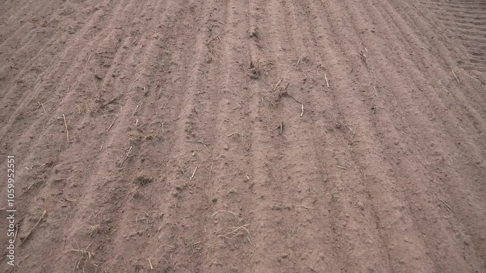 Disc harrow plow the garden. Private infield. Caring for the soil. Preparation for sowing. disc plowed field after rapeseed
