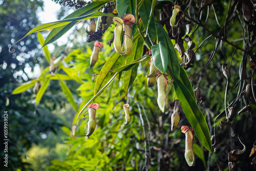 Nepenthes khasiana is a pitcher plant native to india. This endangered species is mostly seen in khasi hills of Meghalaya.
