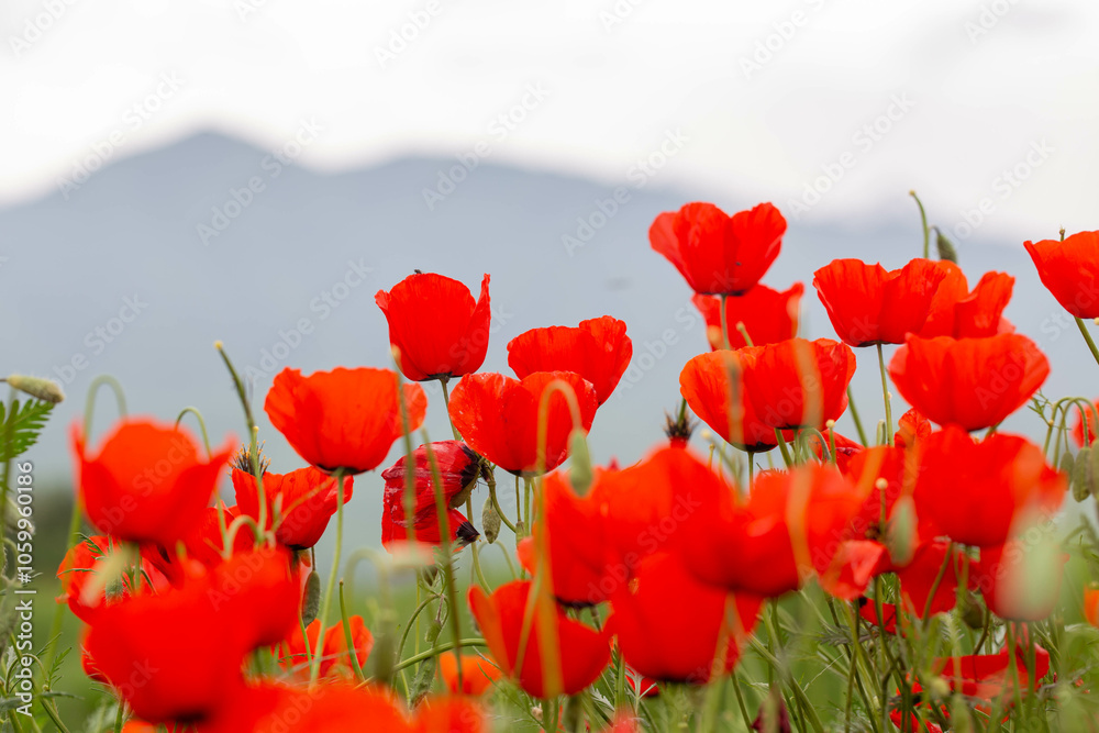 Fototapeta premium Red poppies. Blooming spring flowers. Poppy field. Natural landscape.