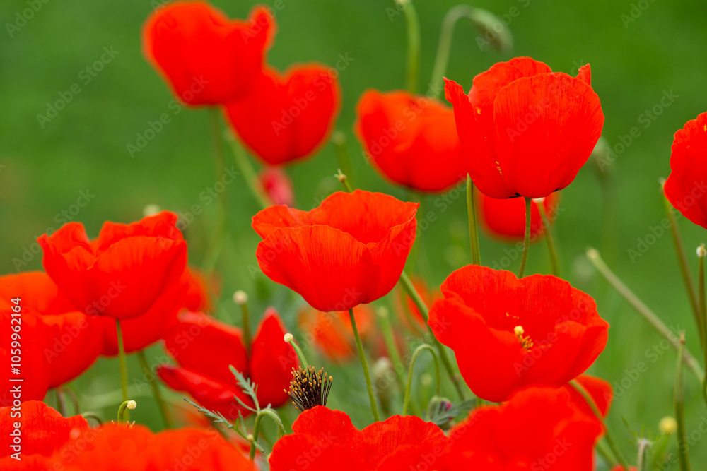 Obraz premium Red poppies. Blooming spring flowers. Poppy field. Natural landscape.