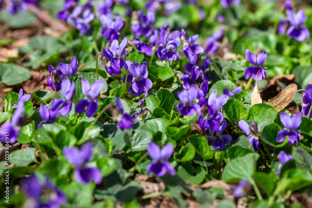Fototapeta premium Spring flowers. Violet violets flowers bloom in the spring forest. Viola odorata.