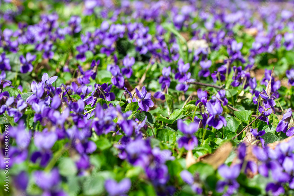 Fototapeta premium Spring flowers. Violet violets flowers bloom in the spring forest. Viola odorata.