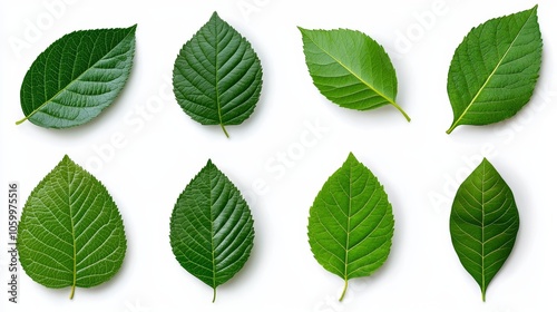 Collection of Realistic Green Leaves with Various Shapes Isolated on White Background