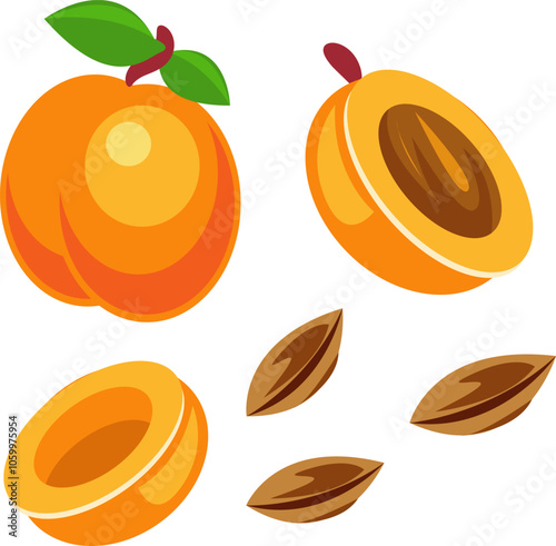 Fresh Apricot Fruit and Seeds Illustration