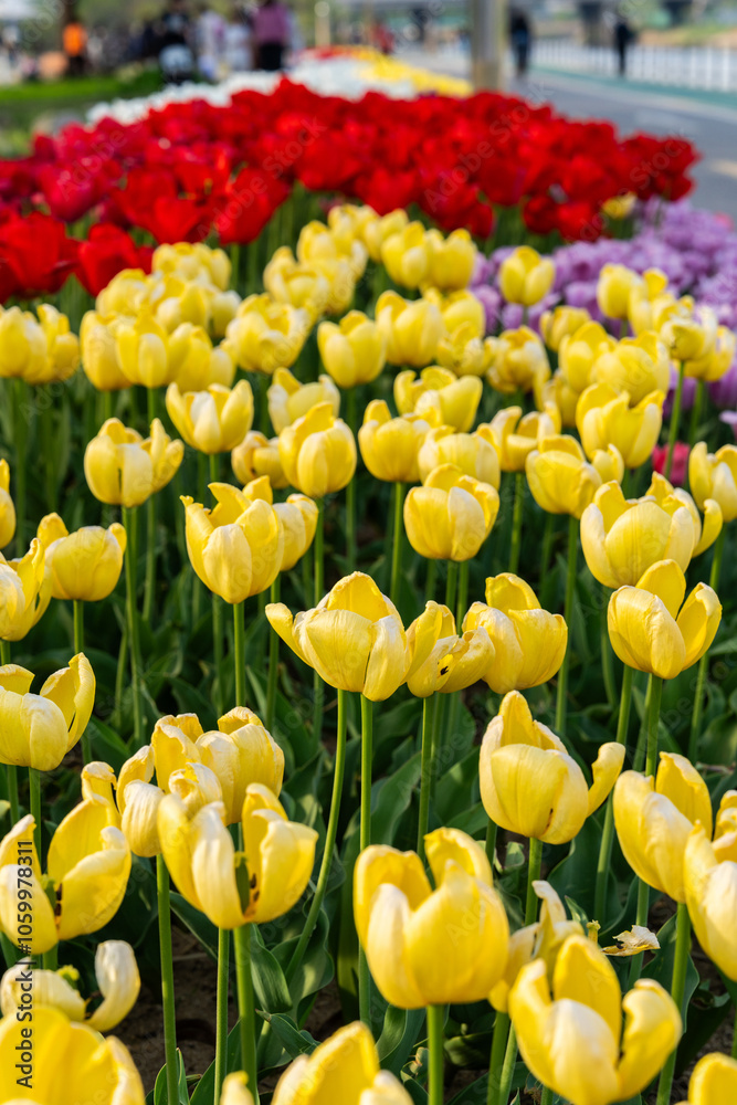 Obraz premium Various tulips at the park in April