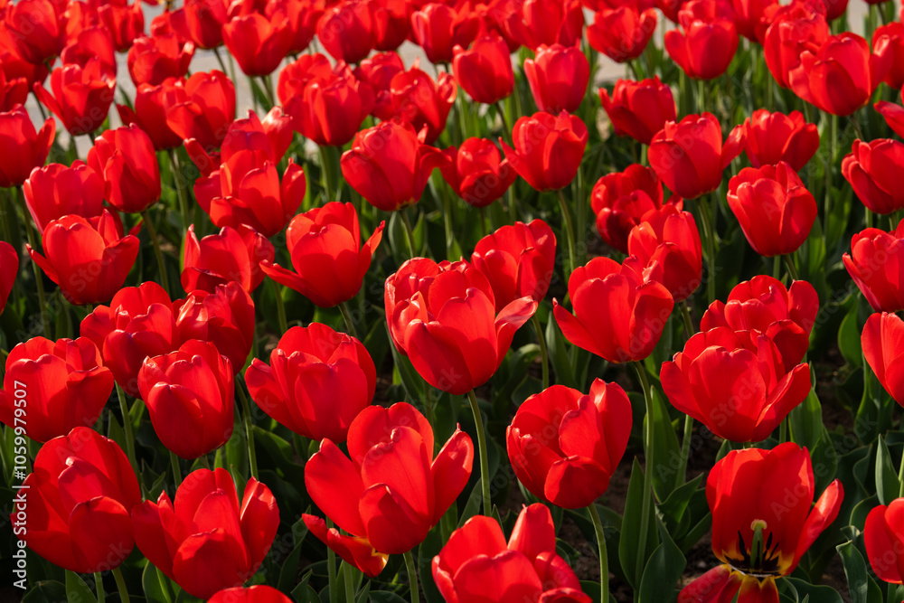 Fototapeta premium Various tulips at the park in April