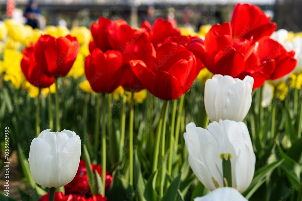 Obraz premium Various tulips at the park in April