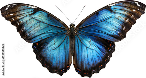 Blue morpho butterfly with wings spread on transparent background photo