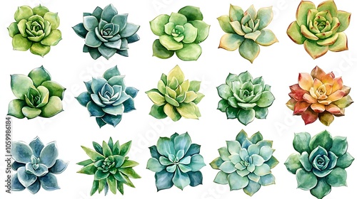 Colorful Succulent Watercolor Illustrations