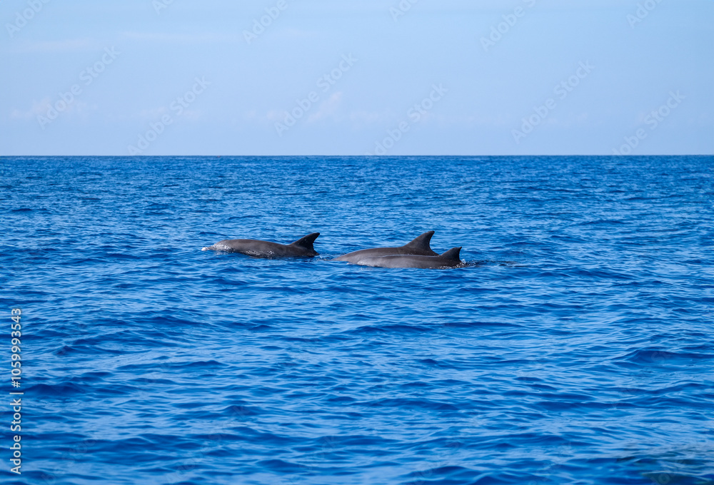 Fototapeta premium Playful Dolphins with Detailed Dorsal Fins in Ocean Waters
