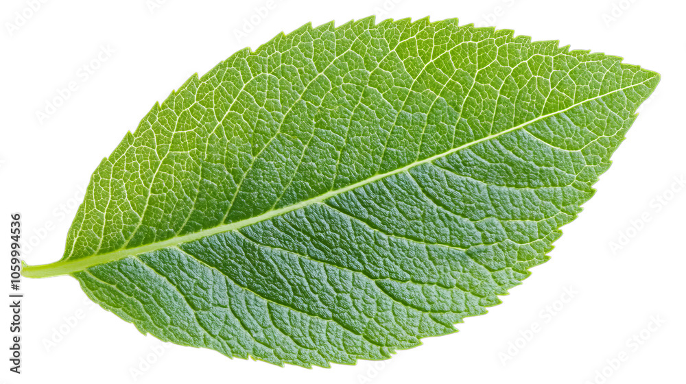 Obraz premium Fresh Green Leaf Perfect for Nature and Wellness Themes