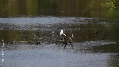Great Egret in river