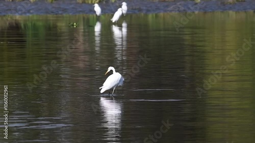 Great Egret in river