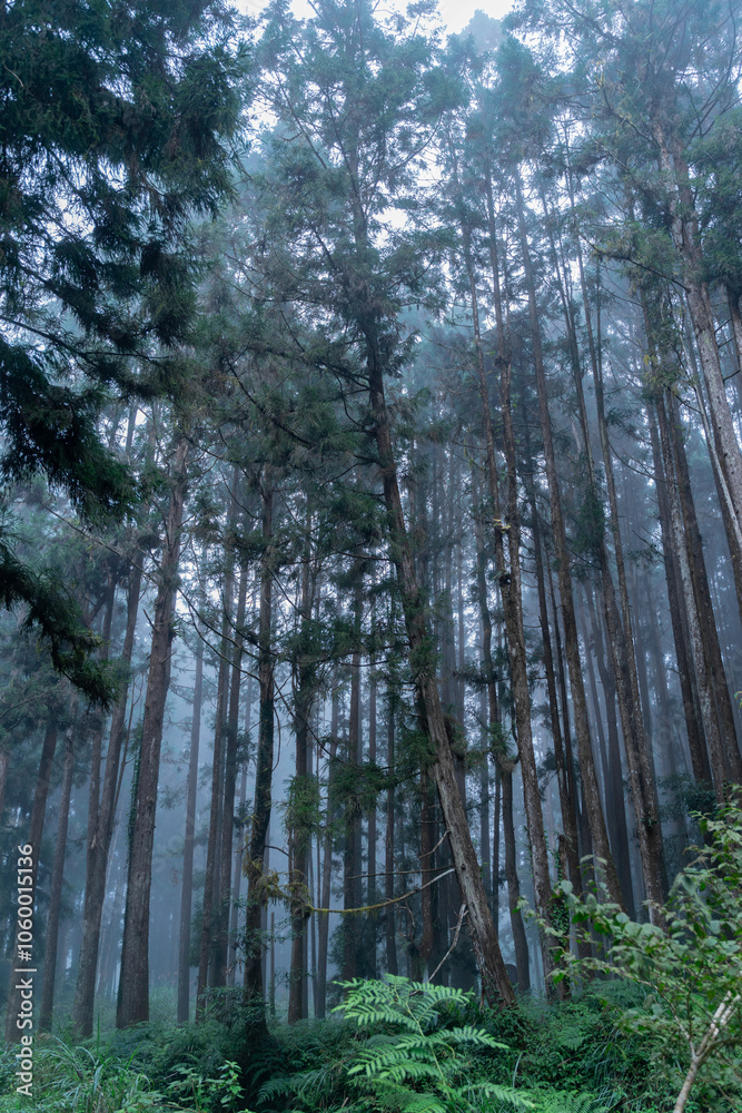 Obraz premium The ethereal fog blankets the lush forest of Shanlinxi in Nantou, creating a mystical and serene atmosphere. The dense mist shrouds the towering trees, enveloping the vibrant greenery