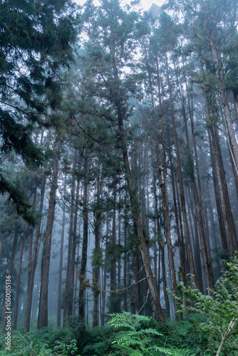 The ethereal fog blankets the lush forest of Shanlinxi in Nantou, creating a mystical and serene atmosphere. The dense mist shrouds the towering trees, enveloping the vibrant greenery photo