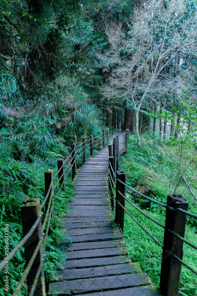 Obraz premium The ethereal fog blankets the lush forest of Shanlinxi in Nantou, creating a mystical and serene atmosphere. The dense mist shrouds the towering trees, enveloping the vibrant greenery