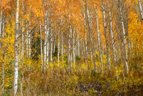 Orange Aspen Tree Grove in the Mountains