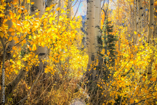 Yellow Aspen Trees and Pine