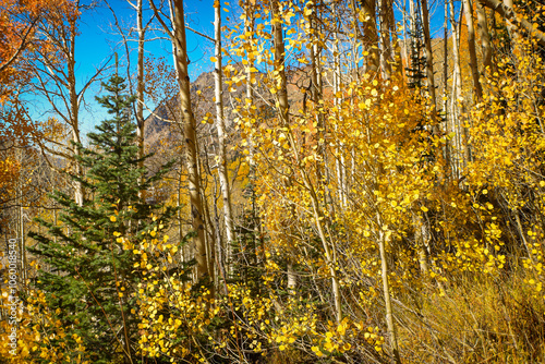 Aspens and Pine Tree in the Fall
